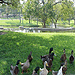 Zoom in on the Local Ducks